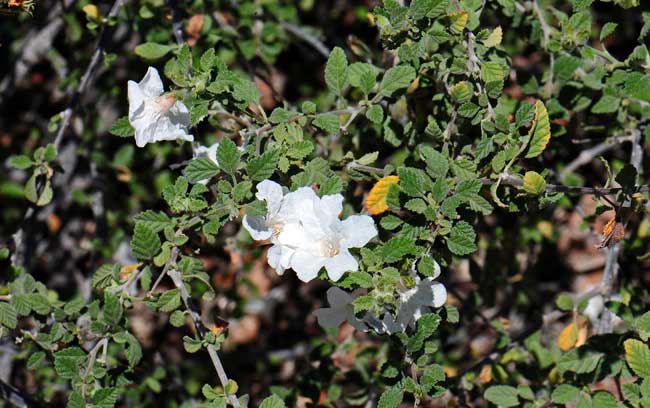 Cordia parvifolia, Little-leaf Cordia, Southwest Desert Flora